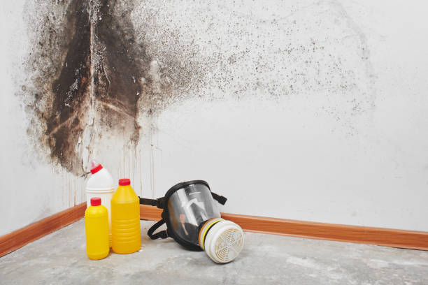 Best Attic Mold Removal  in West Ishpeng, MI