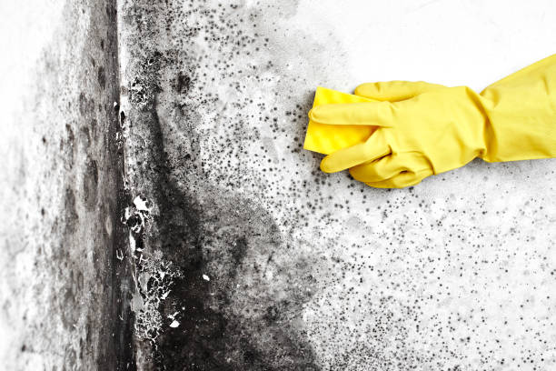 Attic Mold Removal in West Ishpeming, MI