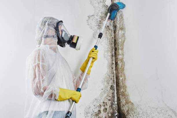 Best Emergency Mold Removal  in West Ishpeng, MI
