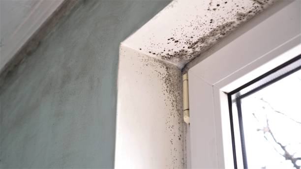 Best Residential Mold Removal  in West Ishpeng, MI