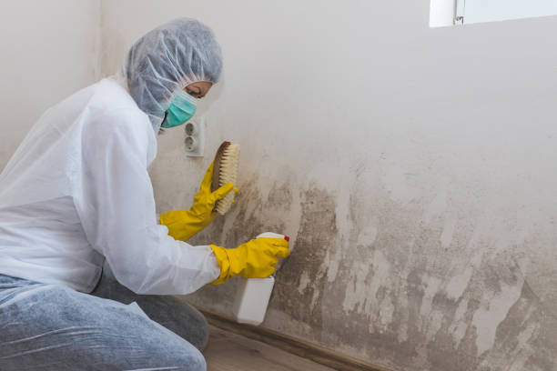 Best Mold Remediation  in West Ishpeng, MI
