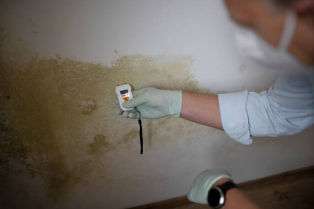 Best Toxic Mold Removal  in West Ishpeng, MI