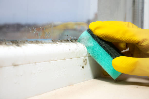 Best Mold Cleaning Services  in West Ishpeng, MI