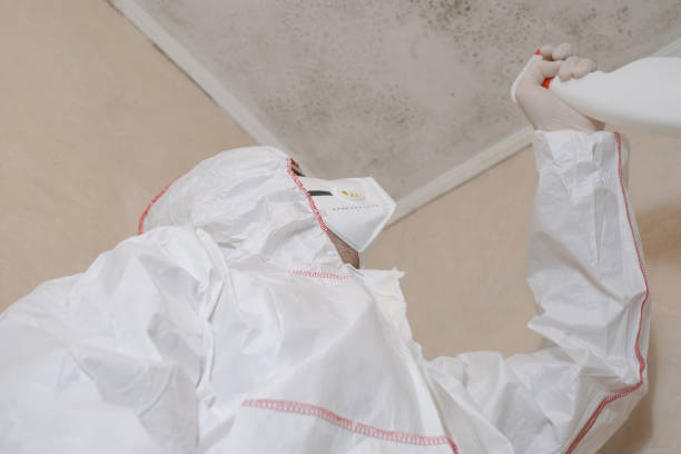 Best Toxic Mold Removal  in West Ishpeng, MI