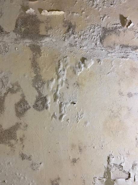 Best Certified Mold Removal  in West Ishpeng, MI