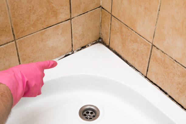 Best Affordable Mold Removal  in West Ishpeng, MI