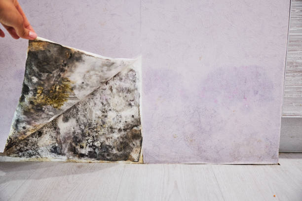 Best Same-Day Mold Removal  in West Ishpeng, MI